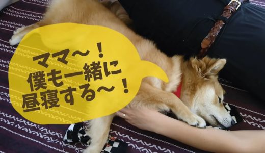 ママの隣でお昼寝する保護犬だん君！「僕も一緒に昼寝する～！」