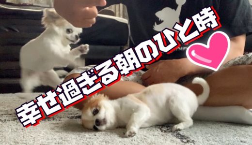 これを見たらあなたも犬を飼いたくなります！全身で愛情を表現するチワワ達が愛しすぎる！