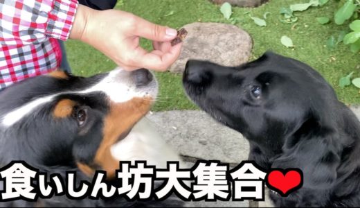 人はBBQ♪犬はおやつ三昧♪