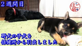 【犬　子犬　保護犬】野犬の子犬を保健所から引き出しました　2週間目6