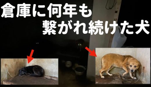 【保護犬】歩くことを忘れた犬達...今まで届かなかった声は今やっと届いたよ