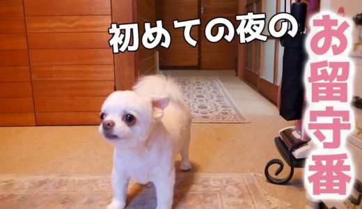 ひとりで初めて夜のお留守番をする犬を隠し撮りしてみたら・・・