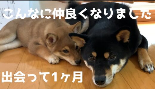 柴犬子犬と先住犬が仲良くなるまでの成長記録VLOG