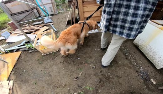 小屋に犬を連れてくる