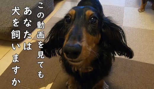 【犬を飼う前に見て】この動画を見てもあなたは犬を飼いたいですか？