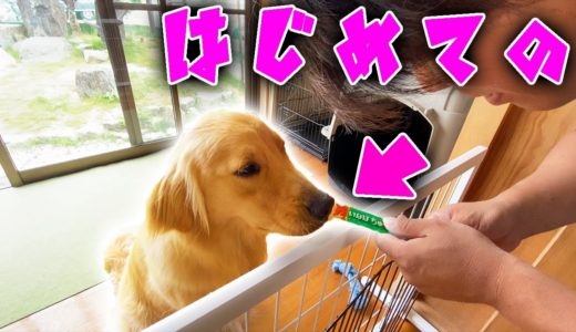 レトリバーのまるに犬用のちゅ〜るをあげてみると・・・？