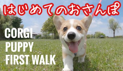 【お散歩デビュー】初めてのお散歩をしたコーギー犬の子犬　- PUPPY GOES ON HIS FIRST WALK! -