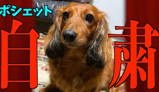 【自粛犬】緊急事態における犬の気持ち9