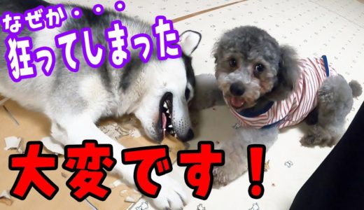 視聴者さんのプレゼントに狂ってしまったハスキー犬とトイプードル