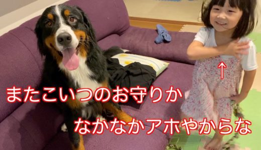 【犬と子供の日常】しゃあなし子供のお守りをする　バーニーズマウンテンドッグ　 bernese mountain dog