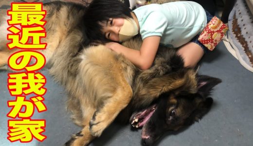 大型犬との暮らし・分散登校開始で、帰りを待つシェパード犬マック・秋田犬そうすけ【VLOG】