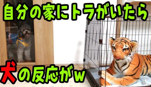 【モニタリング】自分の家にトラがいたら犬の反応に笑ったw【トイプードル】