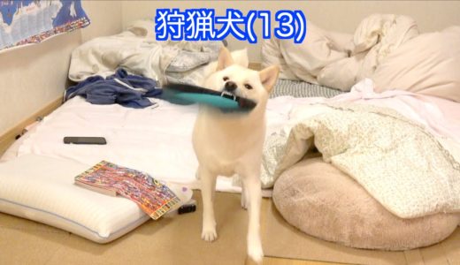 狩猟犬(13)