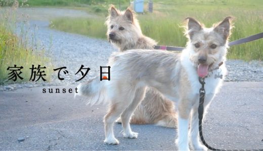 美しい夕日を見に行ったら犬が帰りたくないほど喜びました