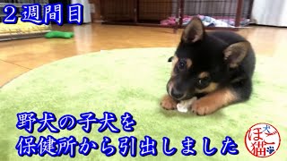 【犬　子犬　保護犬】野犬の子犬を保健所から引き出しました　2週間目2