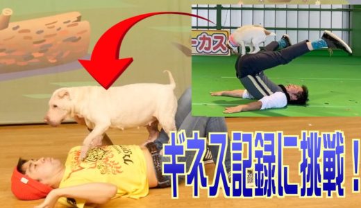 我が家のブチャ犬とギネス記録に挑戦してみた結果がすごい！！