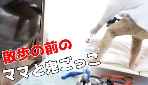 散歩の前にママと本気の鬼ごっこをする犬の結果は・・・