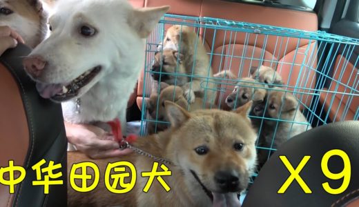 带着9只中华田园犬回家过节，是种怎样的场面？一般人驾驭不住！