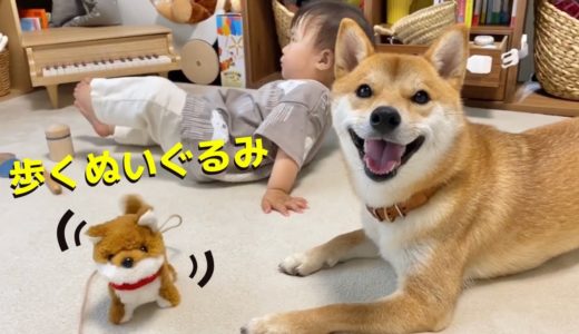 柴犬と娘の目の前で、おもちゃの犬が突然歩き出したら