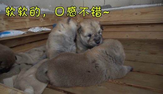 中华田园犬狗崽醒来肚子饿，四处寻觅饥不择食，亲兄弟们接连遭殃