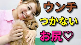 【犬 お手入れ】お尻まわりの毛をカットする方法【犬のしつけ＠横浜】by遠藤エマ先生