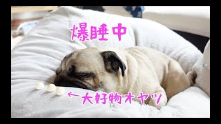 爆睡中の超食いしん坊の犬の前にオヤツ置いてみたら…パグ犬ぷぅ Pug