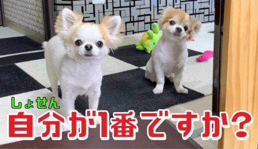 【犬の圧力】家族じゃないの？なんでも一緒じゃないの！そんな目で無言の圧力をかけられる飼い主ｗ