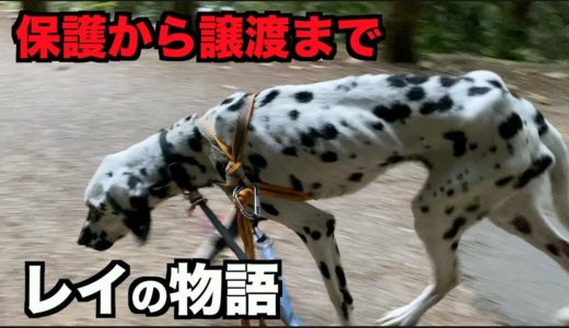 保護犬ダルメシアン・レイの物語