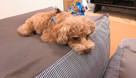 人をダメにするソファを買ったら人間より先に犬がダメになったｗ【トイプードル】