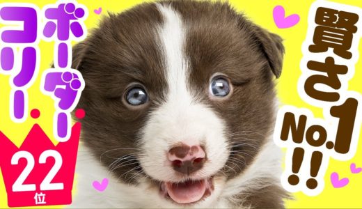 ❤️人気22位【ボーダー・コリーってどんな犬？】子犬の価格や性格、寿命、飼いやすさは？ カワイイ動画でチェック！