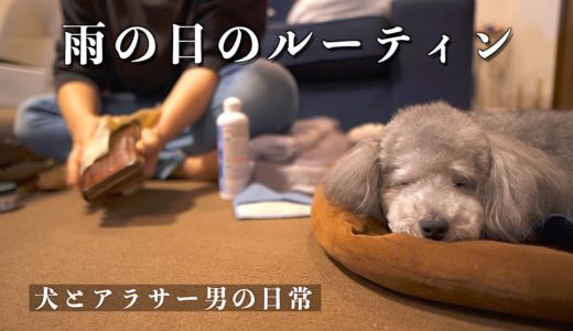 🐶犬と27歳独身男の雨の日ルーティン【トイプードル】