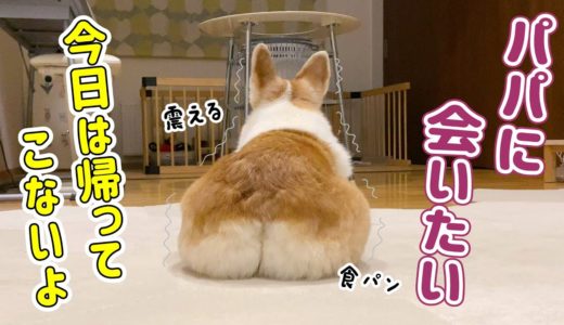 怒りながら震えながらパパを待つ！【忠犬コーギー】