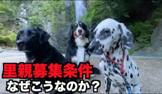 保護犬の里親募集にはなぜ条件をつけるのか？