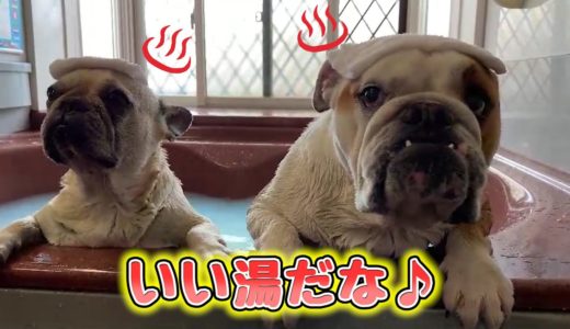 自分を人間だと思っている犬の極楽♨️お風呂タイム【ブルドッグとフレンチブル】