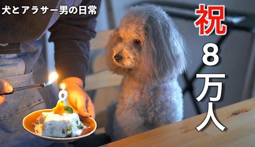 🐶【犬とアラサー独身男の日常】８万人突破記念に手作りケーキを作ったら色々やらかしましたw【トイプードル】