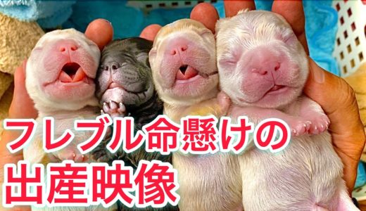 【出産映像】超貴重な犬の出産をドッグブリーダーが現場から配信！frenche puppy