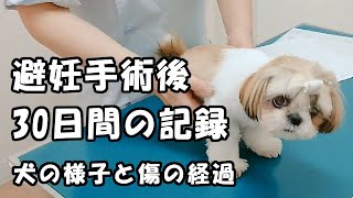 避妊手術後30日間の記録✨生後7ヶ月✨【シーズー 犬 / 子犬 / shih tzu dog / puppy】