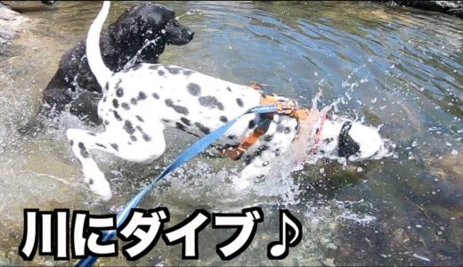 初めての水遊びで犬は泳げるのか？