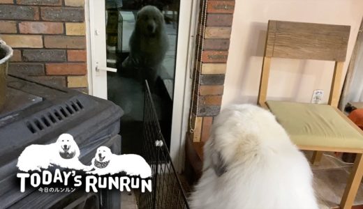 夜な夜な現れる謎の犬を不思議に思うアラン　Great Pyrenees　グレートピレニーズ