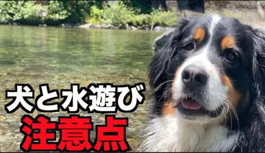 犬との水遊び注意点まとめたよ♪