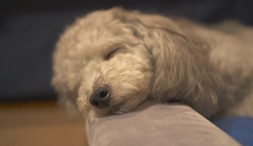 【ASMR】犬の寝息を高音質マイクで録ってみた。