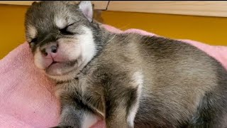 狼犬 赤ちゃんの成長①