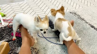 腰は振らないけど飼い主の脚に押し付ける犬ｗ