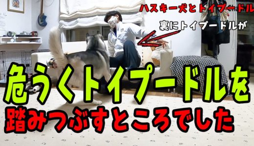 ハスキー犬が飛びかかってトイプードルを踏みつぶすところだった