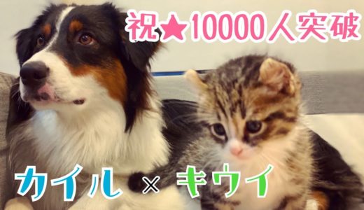 【大型犬と子猫の生活】カイルとキウイを超簡単に紹介します