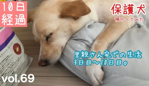 【保護犬預かり】2020.6.3〜6.10のかもめです【トライアルスタート後3日目〜10日目の様子】