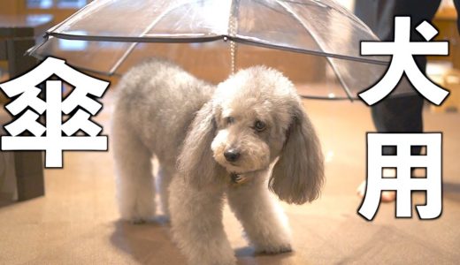 🐶梅雨時期の救世主になるか！？愛犬に犬用傘を購入して散歩に行ってみた結果【トイプードル】