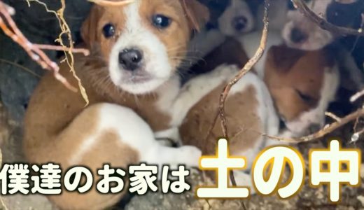 【保護犬　子犬】野犬の多い場所で土の中に....??