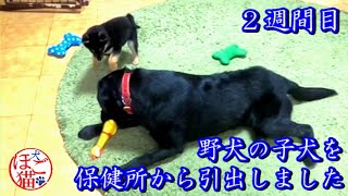 【犬　子犬　保護犬　ラブラドール】野犬の子犬を保健所から引き出しました　2週間目4