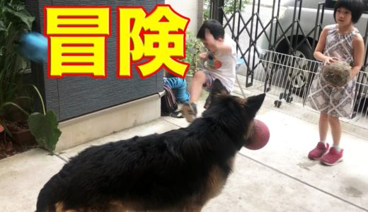 毎日冒険気分！孫達・シェパード犬マック・全力で一日過ごします。【VLOG】